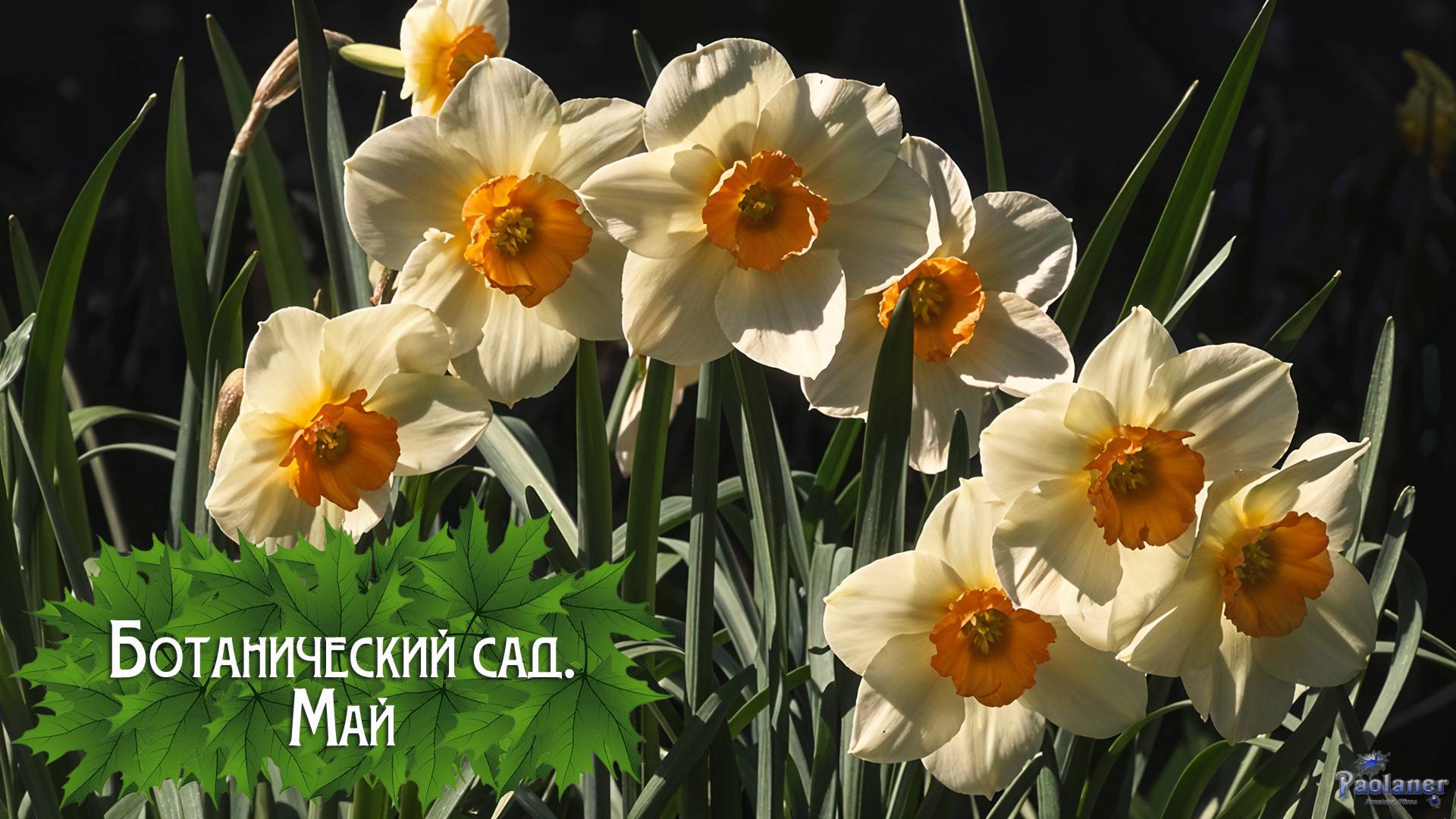 Ботанический сад. Май (2025) смотреть онлайн