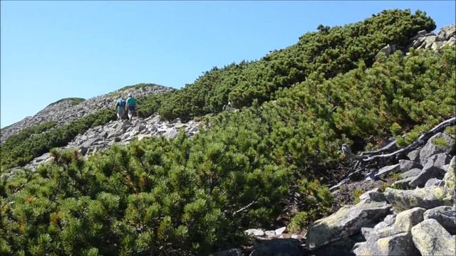 Стримба- Хом'як - Синяк 2013