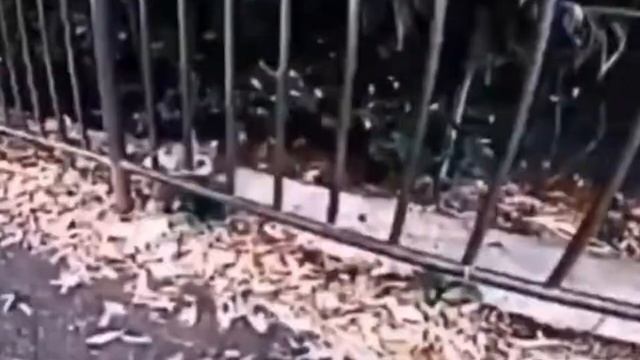 збор носков 0/1000 смотреть онлайн