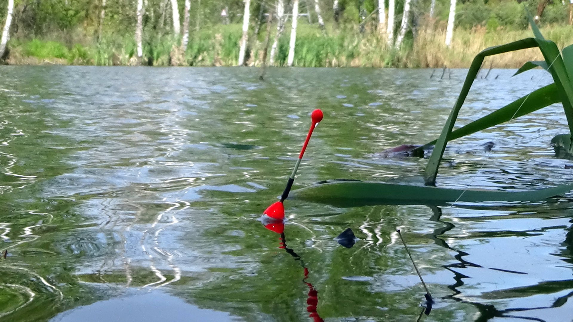 Крупный карась на поплавок с берега на новом пруду, как ловлю в мае, поучительная рыбалка смотреть онлайн