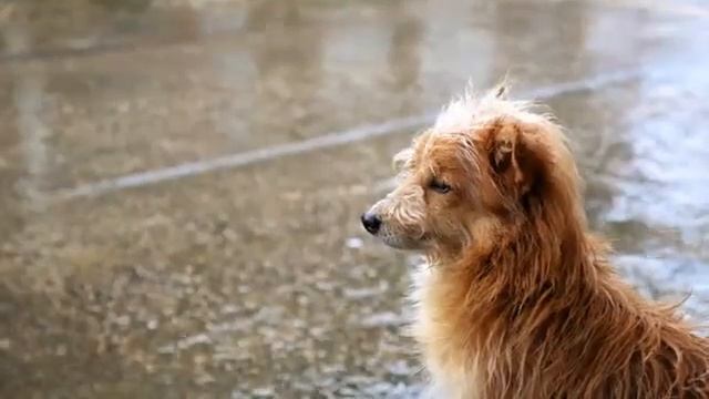 Caring for animals - Be curious 1 - Unit 9- Power Up Start Smart