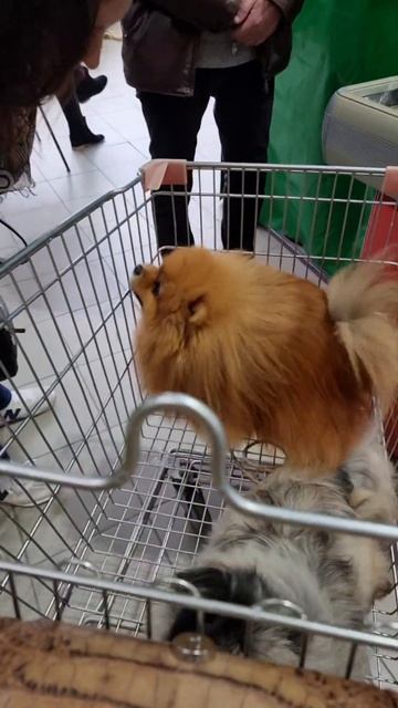 Грандиозная... #собака #шпиц #spitz #pekingese #dogs #пекинес #dogshow #pomeranian смотреть онлайн