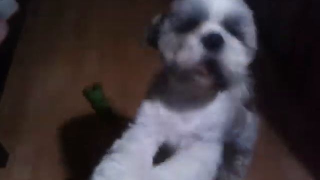 Миленький ПЁСИК! смотреть онлайн