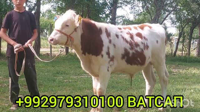 27 04  2024 БУКАЧА И СЕМЕНТАЛИ ЭЛИТА АРГИНАЛ ПРИВАЗНОЙ 5 МОХА ГЕРМАНИСКИ