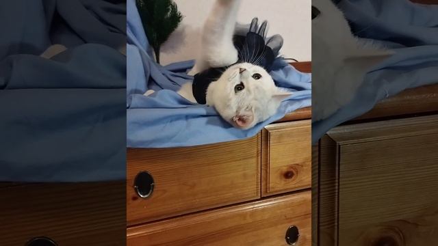 Британская куколка готовится к празднику. смотреть онлайн