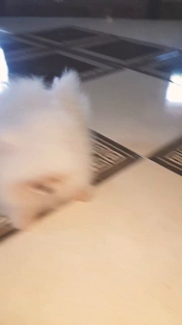 Настоящий померан выглядит только так! #pomeranianpuppy #pomeranian #померанскийшпиц