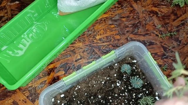 Осенний огород, пробую черенковать.