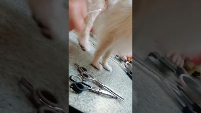 лапы Йорка шпица