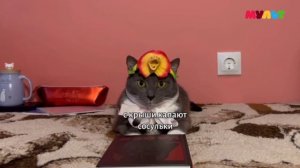 Котинет на телеканале Мульт