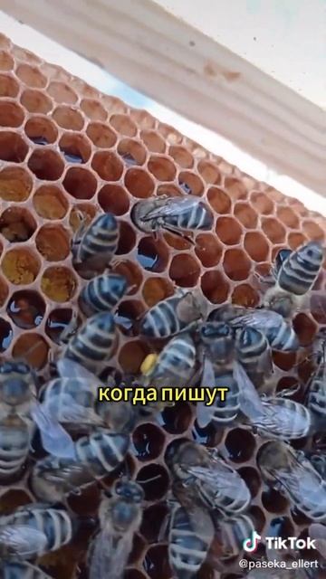 Мед на wb поиск "Пасека Эллерт" смотреть онлайн