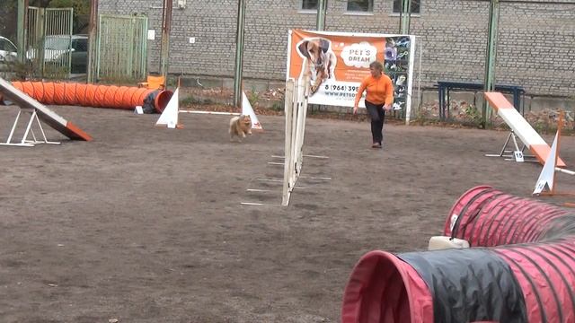 Опен S  адж Бескоровайная Татьяна нем.шпиц Ники