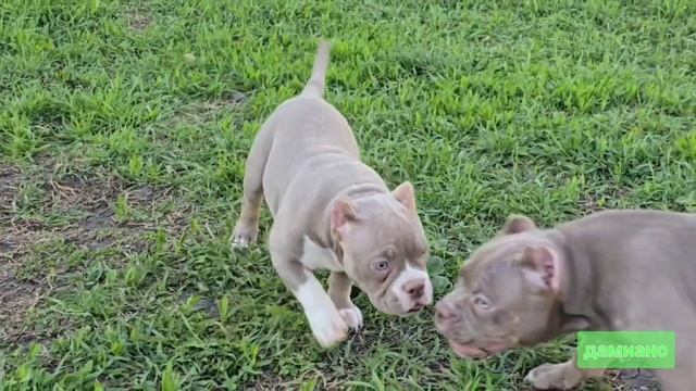 Американский булли щенки ! смотреть онлайн