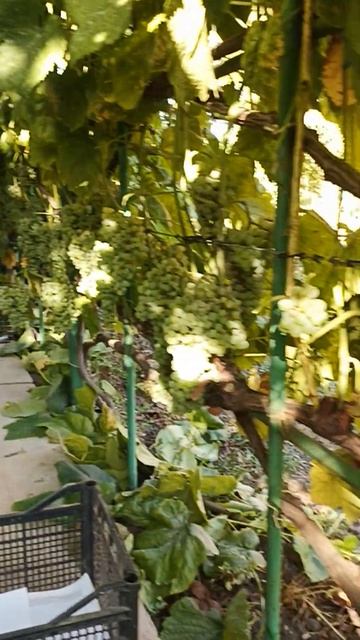 Уборка винограда сорт Ромулус