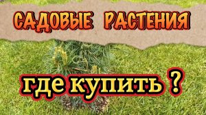Где купить садовые растения