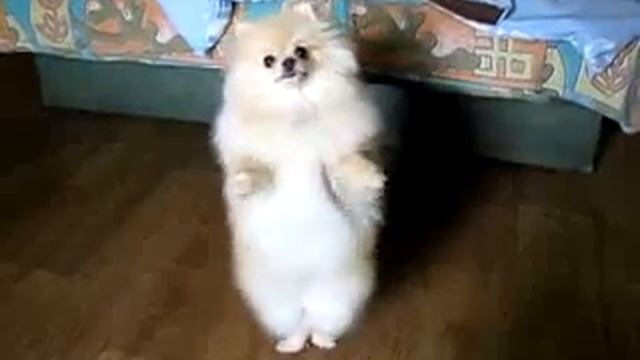 Шпиц танцует