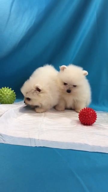 Два белых Шпица часть3