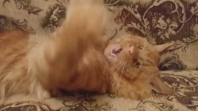 Кот Джокер,Мейн кун. Очень опасный кот.(Шутка) смотреть онлайн