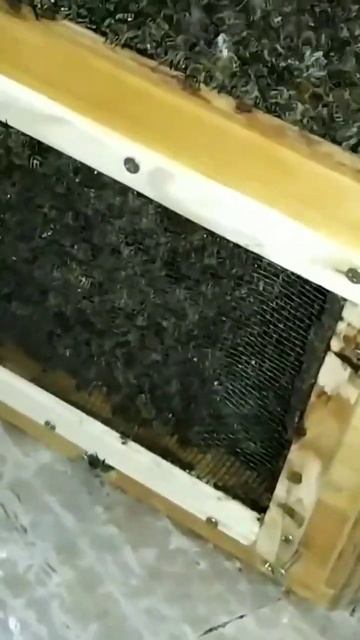 Стеклянный улей дома.🐝🐝🐝