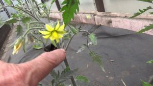 2 томата в 1 лунку. Показываю и рассказываю про УПЛОТНЕННУЮ СХУМУ посадки томатов.