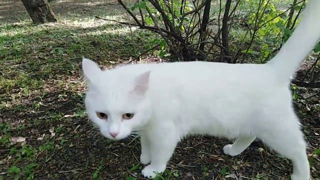 Кот Снежок лазает по деревьям