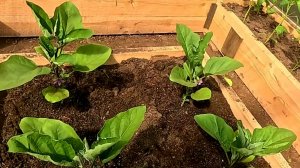 Высаживаю баклажаны в теплицу!! Тонкости посадки и полива!!