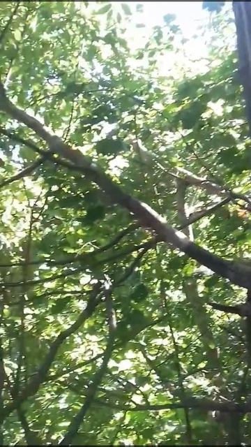 #shorts BEE ПЧЕЛА