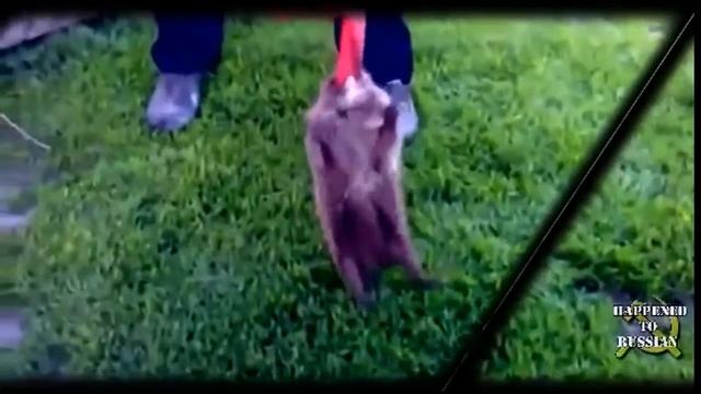 Злой ёжик хочет откусить палец Прикольное видео смотреть онлайн