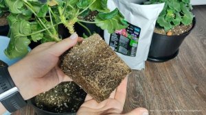 Даже чахлая Герань Зацветет и выдаст до 30 цветоносов, в мае делаю только так с геранью!