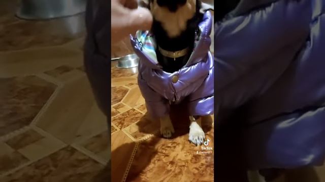Джеки и комбинезон. День второй смотреть онлайн