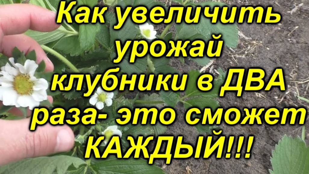 🔥 Как легко увеличить урожай клубники в 2 раза! Если сделать одну очень простую вещь! смотреть онлайн
