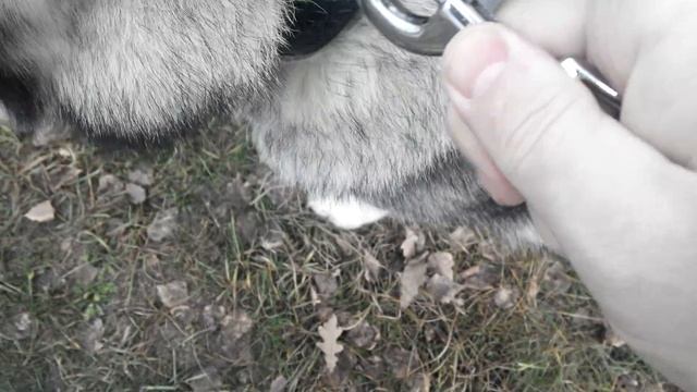 Хард и поводок смотреть онлайн