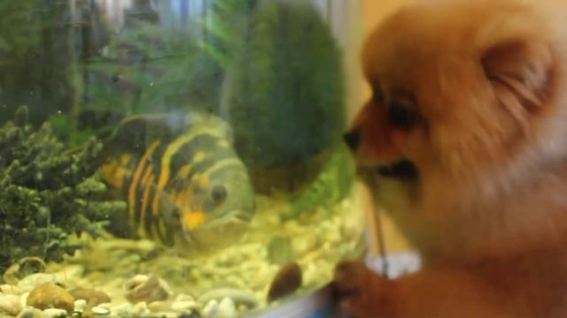 Злой шпиц смотреть онлайн