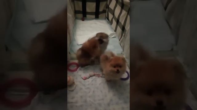 Щенки шпица. 2 месяца. смотреть онлайн