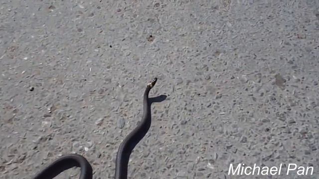 6 мая 2016 . змея на дороге ...в центре города