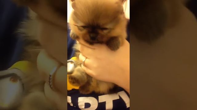 Малышка Пом шпица! На продажу!  Более подробно 89687807897 вотсап вибер