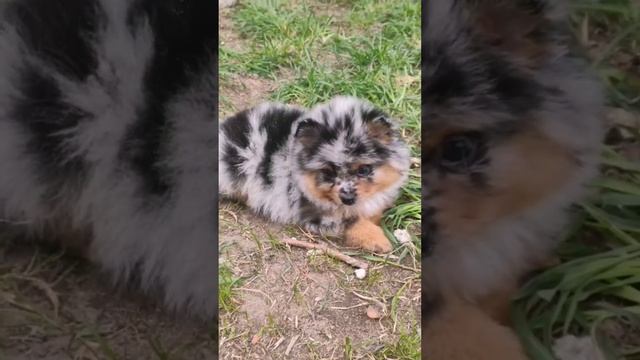 два мальчика ,мраморные шпицы телефон 89779197553