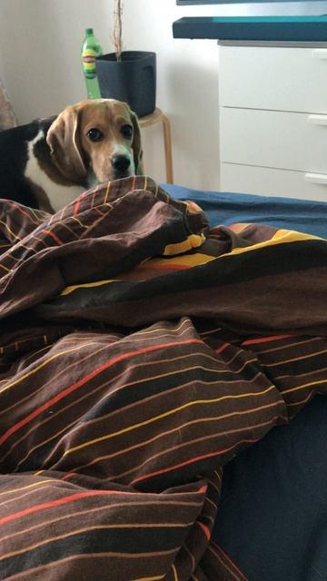 Молодая Кэнди бегает, резвится