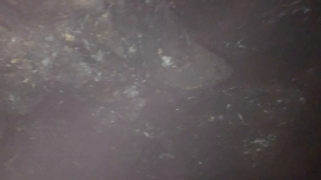 ПРИХОВАНИЙ ЗАЛАЗ МЕДОВОЇ ПЕЧЕРИ
