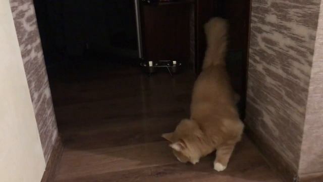 Когда твои родственники еноты