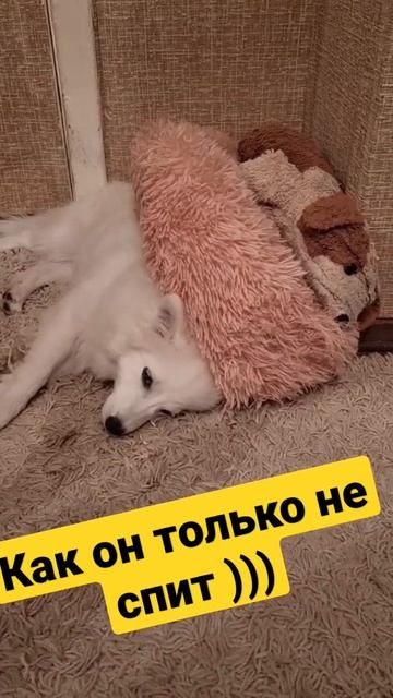 Как он только не спит)) Шпиц выдумщик))) # #японскийшпиц #шпиц #собака #dog #сон смотреть онлайн