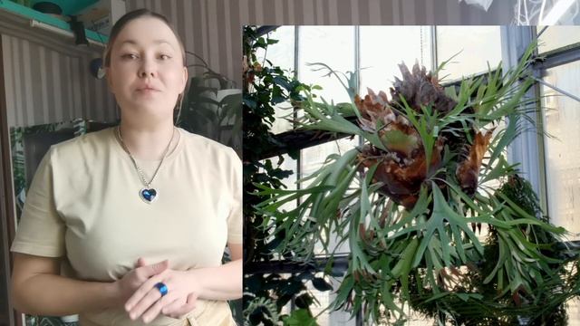 Уход за папоротником Платицериум 2025 год какой сейчас ?