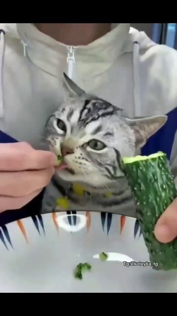 🐱 Всеядный кот 🥒 #shorts #short #trend #youtube #russia #cat #trending #video смотреть онлайн