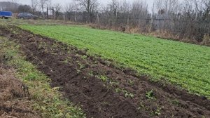 Осенняя Вспашка плугом и мотоблоком ОКА