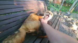 Лиса-Алиса. Реакция лисы на приезд соседей