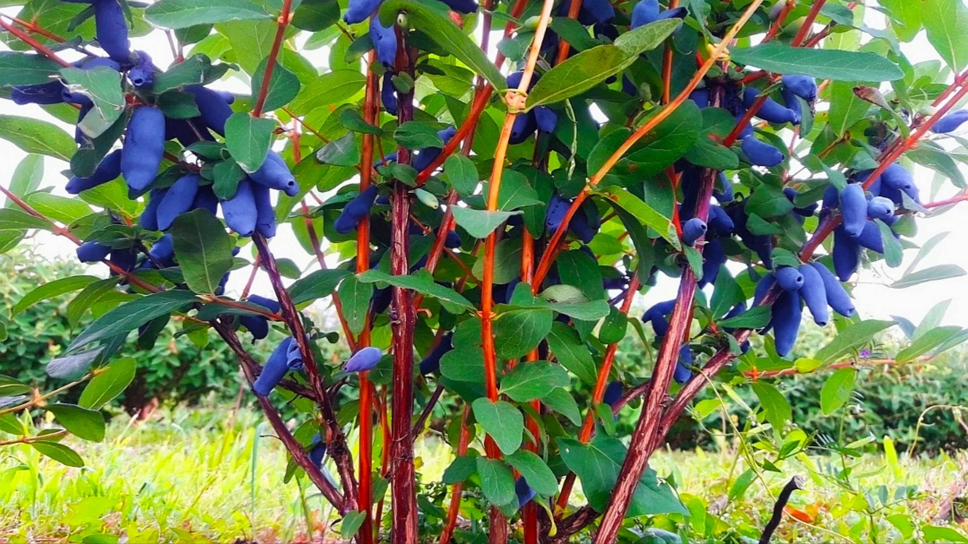 КАК САЖАТЬ ЖИМОЛОСТЬ смотреть онлайн