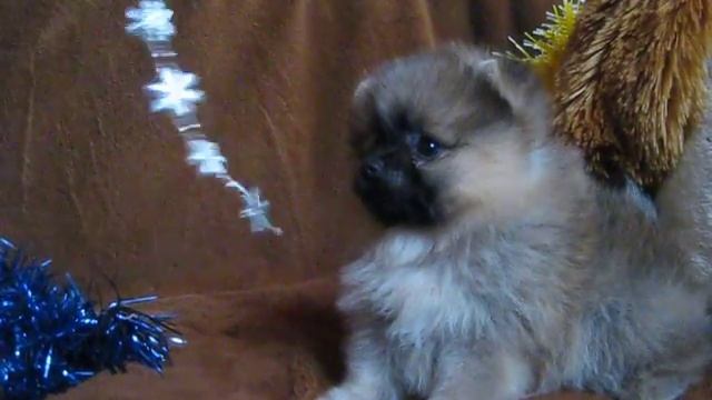 Майкл Из Усадьбы Андреевых