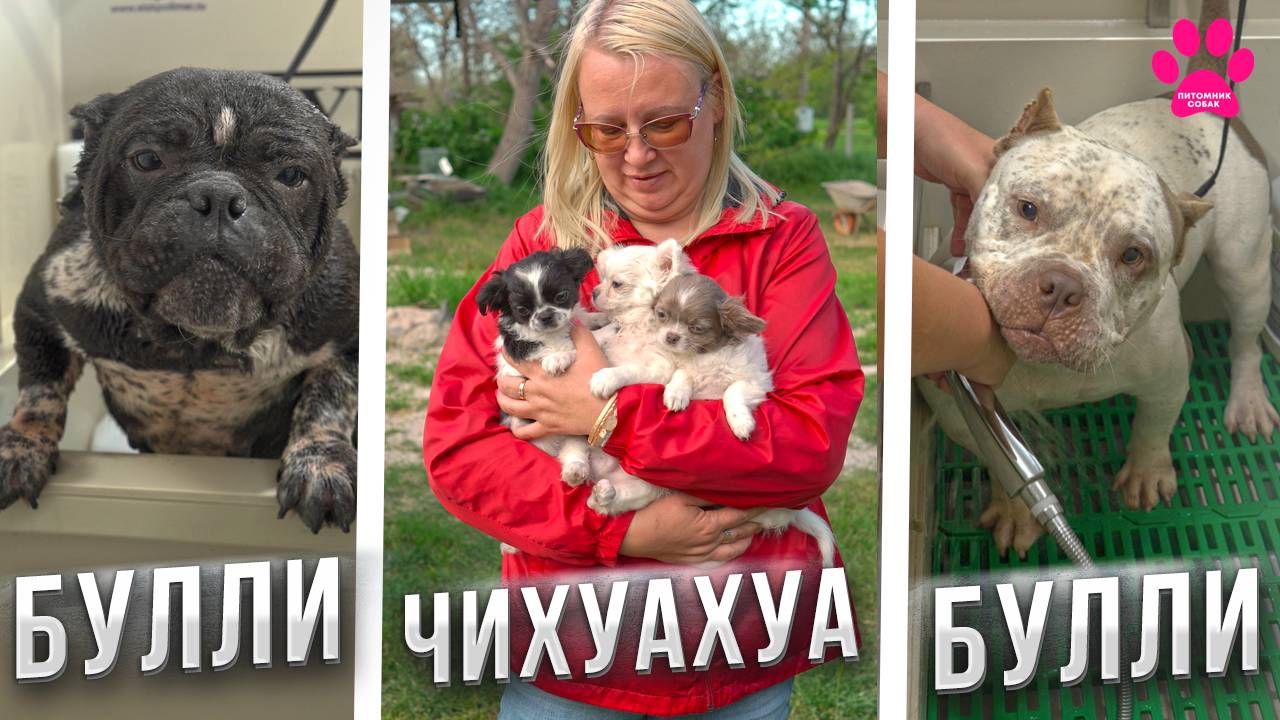 Нежный букет ЧИХУАХУА или грубые БУЛЛИ? Выбор сделан! А что выберешь ты? смотреть онлайн