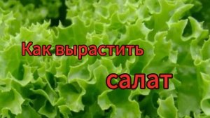 Как вырастить салат?