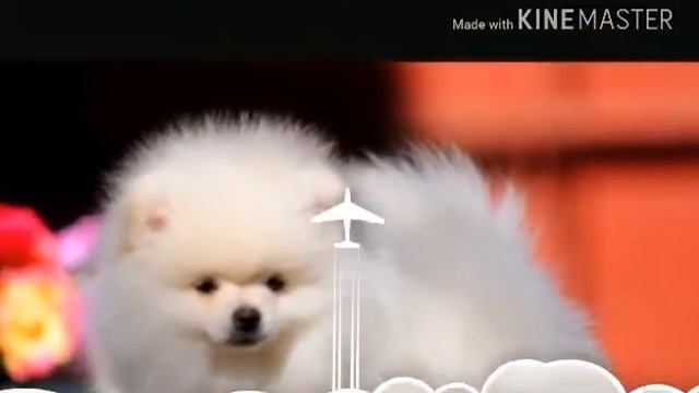 Померанcкий шпиц