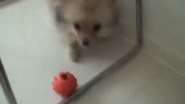 Лабрик и шпиц повеселились дома